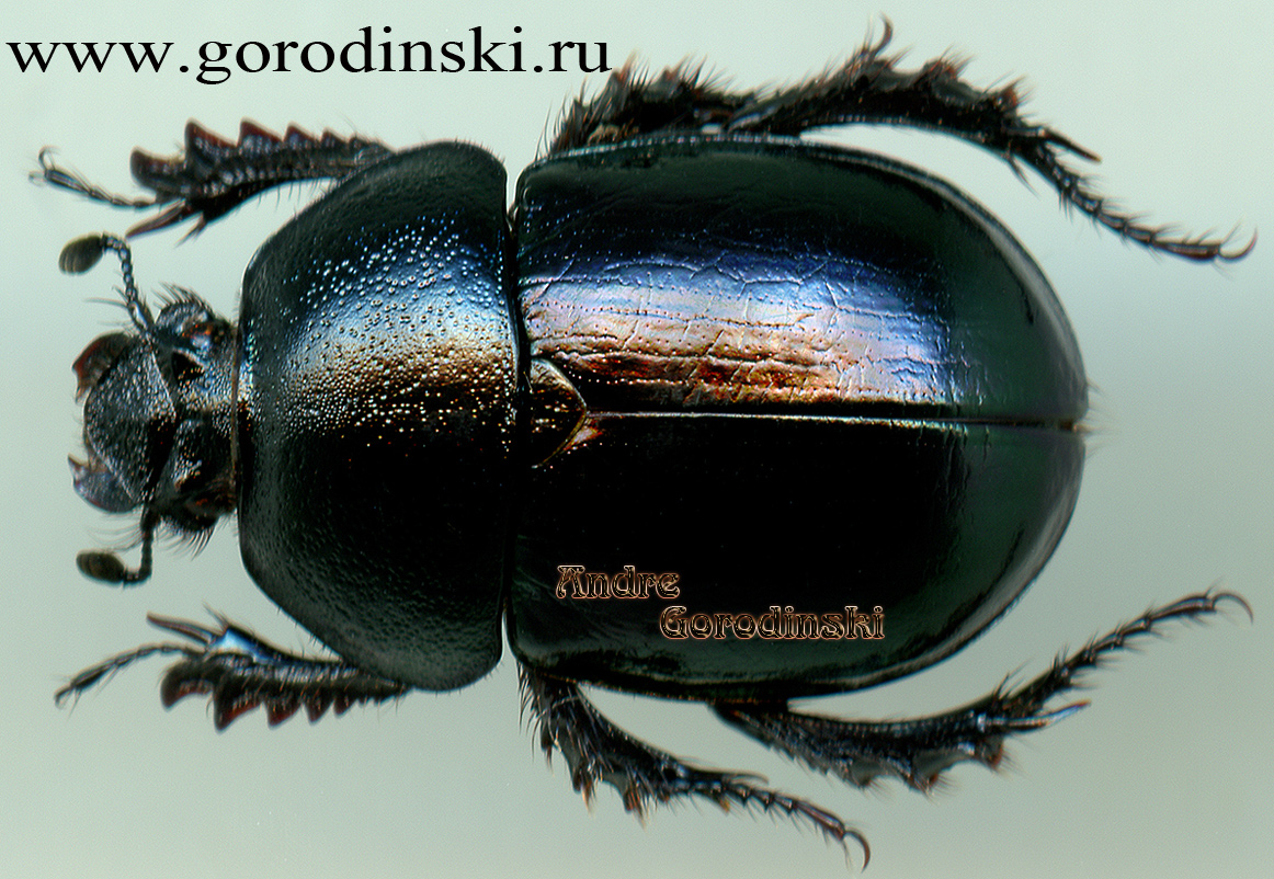 http://www.gorodinski.ru/geotrupes/Odontotrypes cobaltipennis.jpg